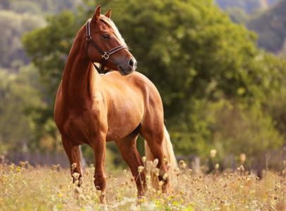 Aries Image