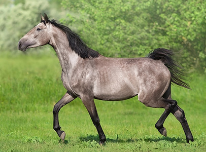 Aries Image
