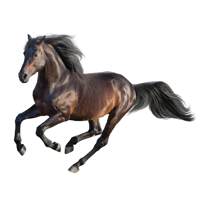 Wild Horse